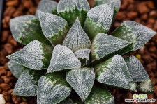 위미x피그마에아(wimii x pygmaea-4039 하월시아