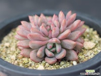 아리엘 철화 A1053 다육철화