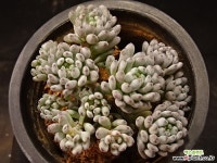 블루빈 3-160 다육식물