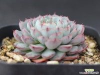 小圆球A1319 多肉植物 (Echeveria Super Circle)