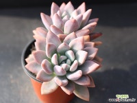 奥普琳娜自然群生G0338 多肉植物 (Graptoveria Opalina)