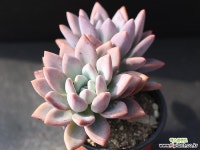 奥普琳娜自然群生G0338 多肉植物 (Graptoveria Opalina)