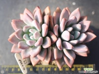 奥普琳娜自然群生G0338 多肉植物 (Graptoveria Opalina)