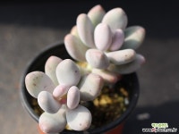 홍미인 군생 G0363 다육식물