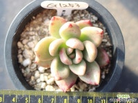 아보카도크림 G1254 다육식물