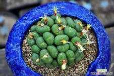 코노피튬(N144) 코노피튬