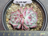 桃太郎自然群生G3538 多肉植物 (Echeveria cv Momotarou)