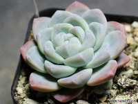 冰玉G3577 多肉植物 (Echeveria Ice green)
