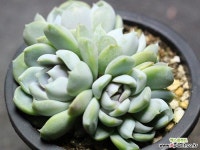 雪兔自然群生G3696 多肉植物 (Echeveria snow bunny)