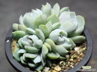 雪兔自然群生G3696 多肉植物 (Echeveria snow bunny)