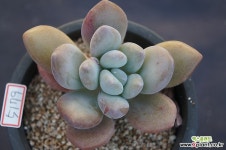 오팔리나금5179 다육식물