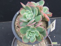 罗艾娜群生-317 多肉植物 (Echeveria Luella)