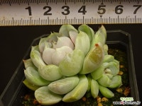 스노우바니 3-348 다육식물