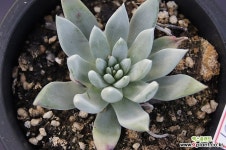 두들레아5301 다육식물