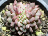 아리엘 철화 G3852 다육철화