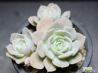 鲁氏石莲老庄群生G1825 多肉植物 (Echeveria runyonii)