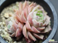 온슬로우 자연군생 묵은 G3956 다육식물