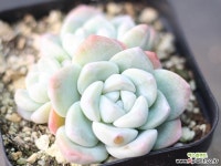 冰玉自然群生G4056 多肉植物 (Echeveria Ice green)