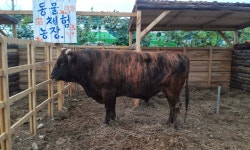 우수농장 상세 - 맛집 - 숙박/맛집 - 문화관광 우수농장 | 문화관광
