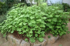 우수농장 상세 - 맛집 - 숙박/맛집 - 문화관광 우수농장 | 문화관광