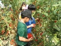 우수농장소개 상세 - 양주농업 - 농업기술센터