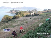 금오도,안도 - 1
