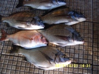 중리 갯바위 조황입니다.