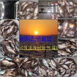 밤볼락 좋습니다.~알쭈꾸미 시즌 마지막 물때~