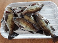 삼천포산분령유료낚시터 조황