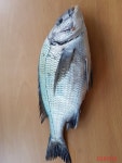 삼천포산분령유료낚시터 조황