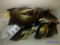 이어지는 대구리뽈락