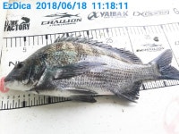 가덕새바지 오늘은뱅에가좋네요`!(새바지.털보.덕성)