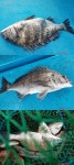 삼천포산분령유료낚시터 조황