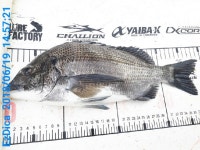 가덕새바지 뱅에/감성돔 ```` (새바지.털보.덕성)