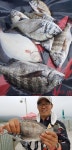삼천포산분령유료낚시터 조황