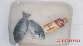 거제 낚시천국) 몇일간의조황!