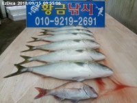 다대 황금낚시 주말 조황~
