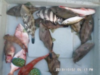 만성호,참돔,취치,조황입니다