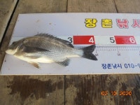 (풍화리장촌)감성돔 4짜 조황...