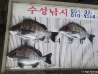 수성낚시42cm외 4짜감성돔조황