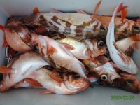 26일,왕열기,왕뽈락,왕쥐치외, 조황,