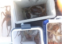 은하호 문어 조황입니다 일요일 예약 가능