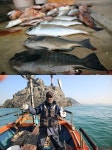 생도대마트 | 생도선상- 대광어 긴꼬리벵어돔 대전갱이 조황