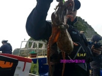 원도권 돌문어 조황 입니다