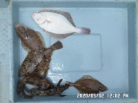 청사포,만성호,도다리,게레치,잡어,조황