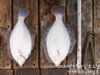 봄도다리~8분독백~잡고,묵고~또~잡고