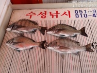 수성낚시 감성돔조황