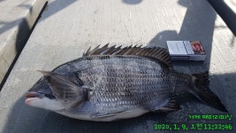 실시간 대물감성돔 제수고기 45...