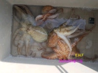 통영권 돌문어 실시간 조황 31일 화실촉예악