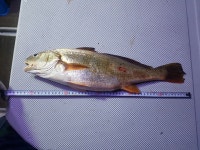 수성낚시 야간수조기조황